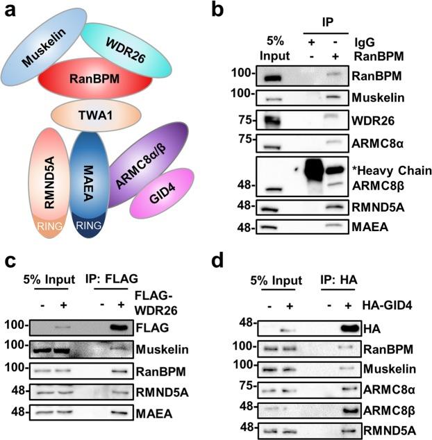 https://cdn.ncbi.nlm.nih.gov/pmc/blobs/bcd3/6614414/e9b260b8dc30/41598_2019_46279_Fig1_HTML.jpg