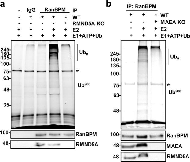 https://cdn.ncbi.nlm.nih.gov/pmc/blobs/bcd3/6614414/f8e2ab88a440/41598_2019_46279_Fig4_HTML.jpg