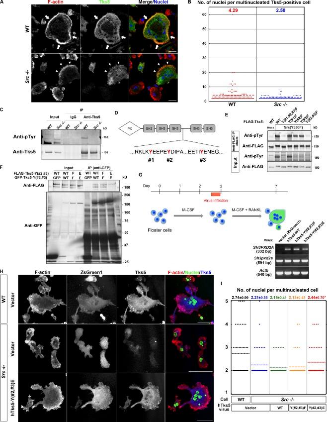 https://cdn.ncbi.nlm.nih.gov/pmc/blobs/bcdb/3352951/ab5e0e243718/JCB_201111116_Fig4.jpg