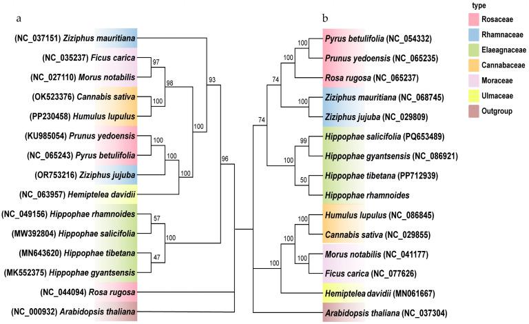 https://cdn.ncbi.nlm.nih.gov/pmc/blobs/bcdf/12389370/4585bb0cbfcc/plants-14-02547-g008.jpg