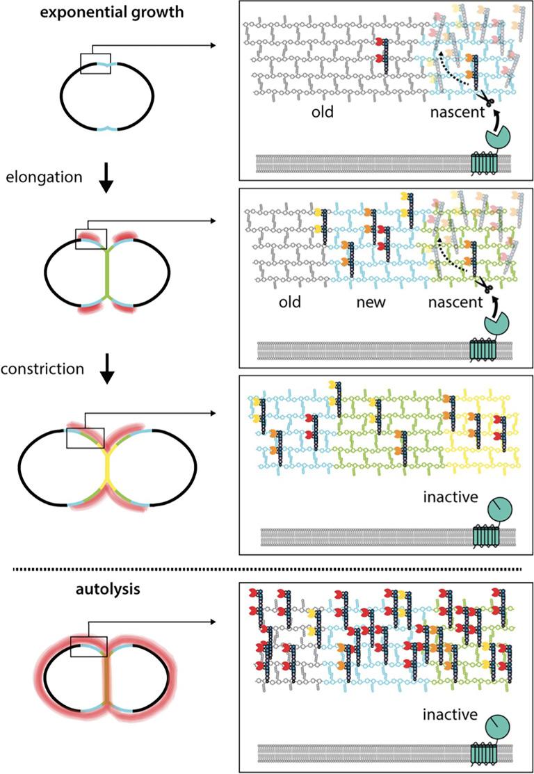 https://cdn.ncbi.nlm.nih.gov/pmc/blobs/bcdf/9208761/422d24232ed2/elife-76392-fig8.jpg