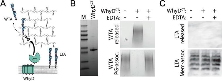 https://cdn.ncbi.nlm.nih.gov/pmc/blobs/bcdf/9208761/6199b1096b32/elife-76392-fig3.jpg