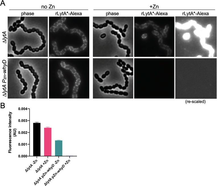https://cdn.ncbi.nlm.nih.gov/pmc/blobs/bcdf/9208761/66ff0ca0d3fa/elife-76392-fig7-figsupp2.jpg