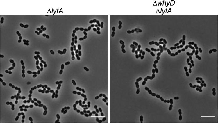 https://cdn.ncbi.nlm.nih.gov/pmc/blobs/bcdf/9208761/6a1bbaaa886d/elife-76392-fig4-figsupp1.jpg
