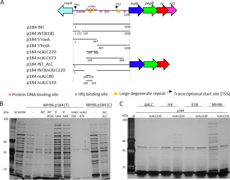 https://cdn.ncbi.nlm.nih.gov/pmc/blobs/bce3/10101115/8ed9259a2723/spectrum.00364-23-f007.jpg