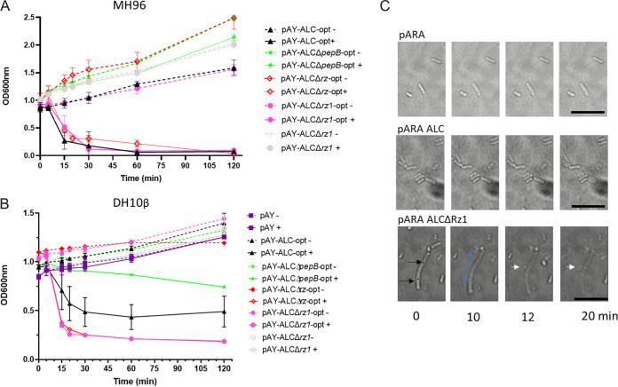https://cdn.ncbi.nlm.nih.gov/pmc/blobs/bce3/10101115/edb98be7524d/spectrum.00364-23-f002.jpg