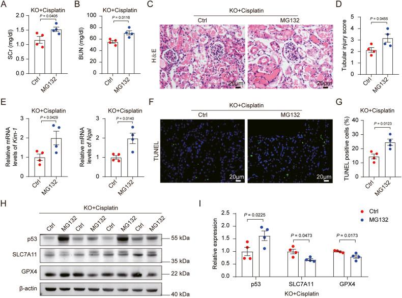 https://cdn.ncbi.nlm.nih.gov/pmc/blobs/bce3/10618563/d71230bafb71/41419_2023_6236_Fig3_HTML.jpg