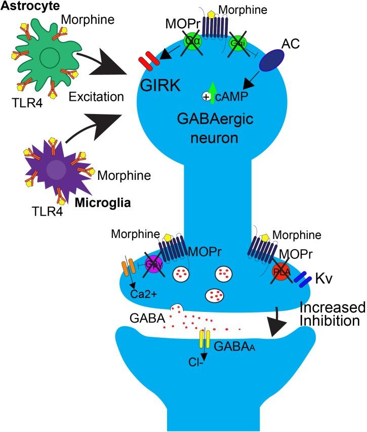 https://cdn.ncbi.nlm.nih.gov/pmc/blobs/bce4/6278175/f7640131466c/fnins-12-00886-g002.jpg