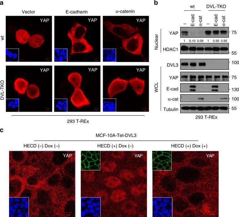 https://cdn.ncbi.nlm.nih.gov/pmc/blobs/bce5/5997650/59aa0ae634ad/41467_2018_4757_Fig5_HTML.jpg