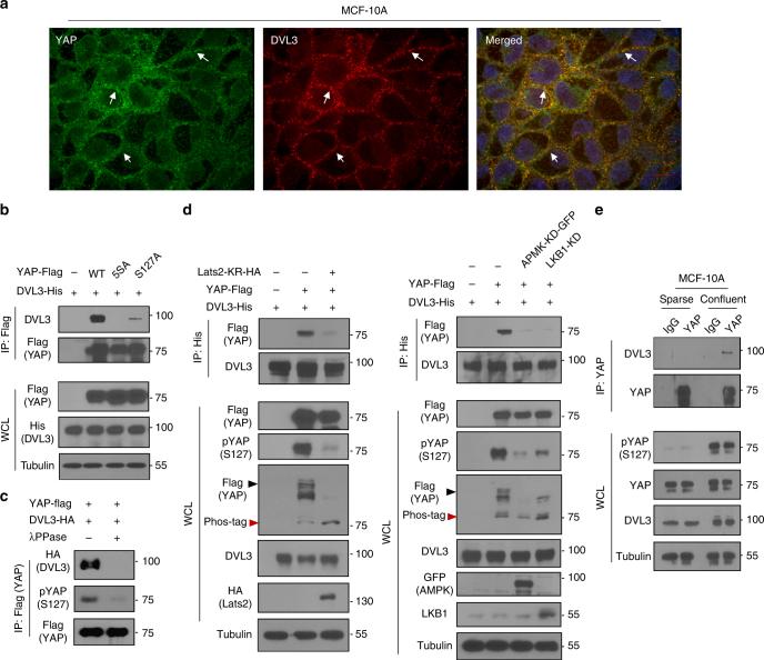 https://cdn.ncbi.nlm.nih.gov/pmc/blobs/bce5/5997650/77d27db221c2/41467_2018_4757_Fig1_HTML.jpg
