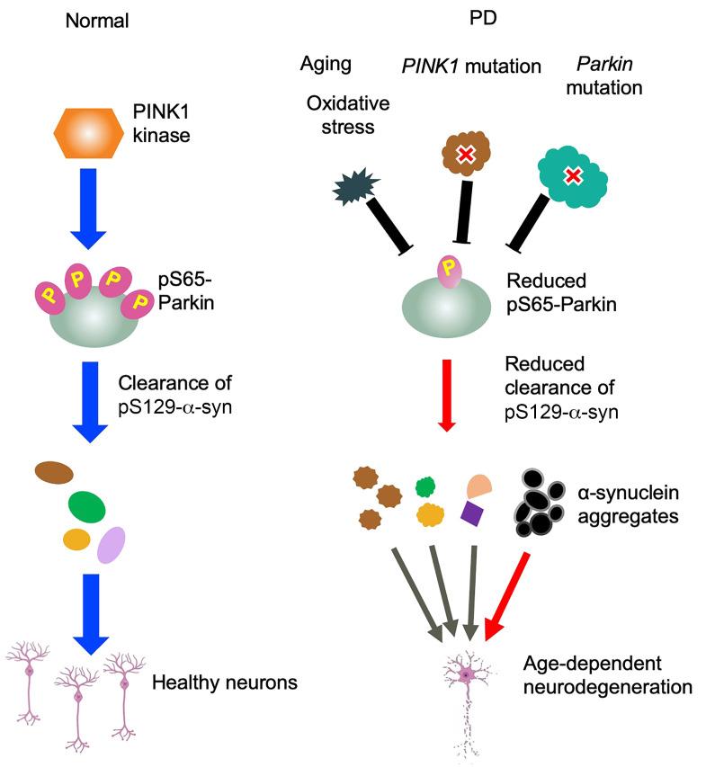 https://cdn.ncbi.nlm.nih.gov/pmc/blobs/bcea/11473153/0676745b5298/jci-134-179633-g077.jpg