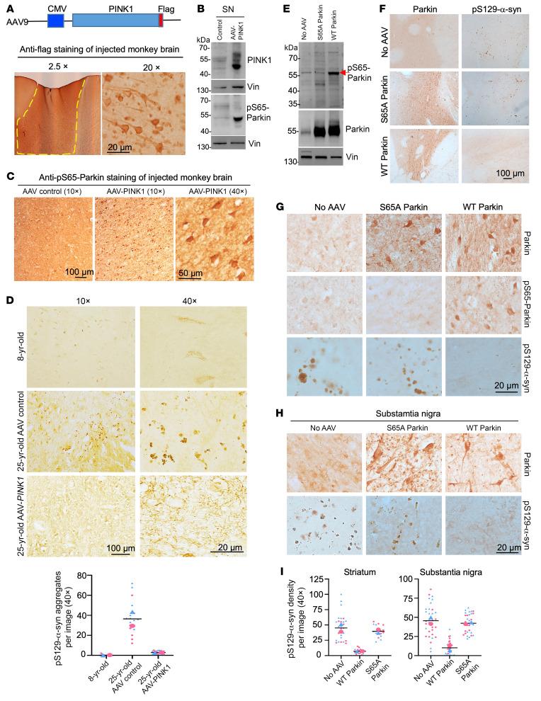 https://cdn.ncbi.nlm.nih.gov/pmc/blobs/bcea/11473153/32ec987d5dda/jci-134-179633-g076.jpg