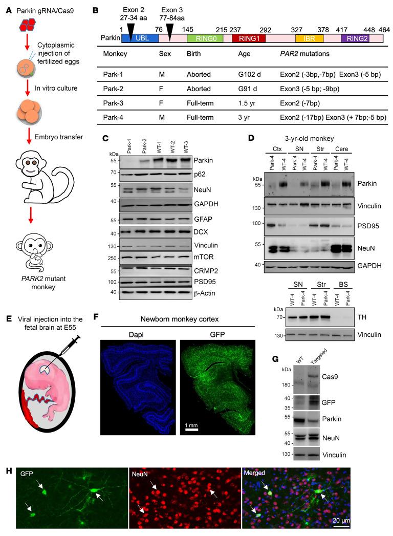 https://cdn.ncbi.nlm.nih.gov/pmc/blobs/bcea/11473153/ab70ef884dcb/jci-134-179633-g069.jpg