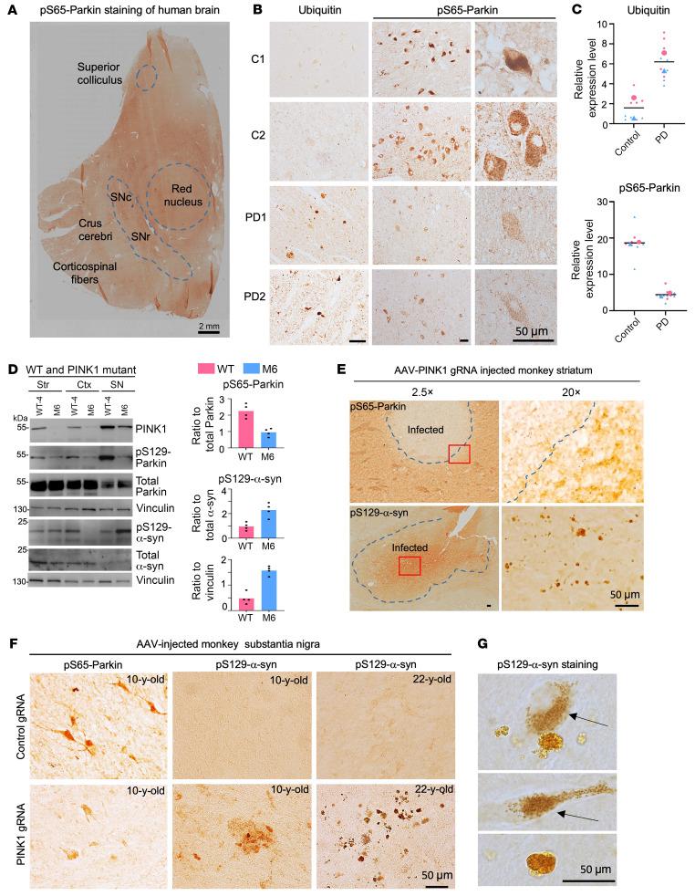 https://cdn.ncbi.nlm.nih.gov/pmc/blobs/bcea/11473153/df38dc5835b5/jci-134-179633-g075.jpg
