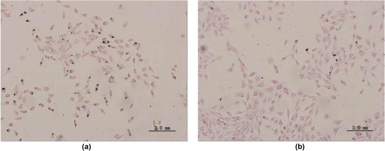 https://cdn.ncbi.nlm.nih.gov/pmc/blobs/bcec/9380906/211e080e48ab/j_biol-2022-0074-fig005.jpg