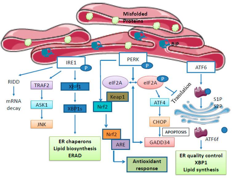 https://cdn.ncbi.nlm.nih.gov/pmc/blobs/bced/10531763/d873d9d4cfd5/ijms-24-14066-g001.jpg
