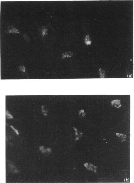https://cdn.ncbi.nlm.nih.gov/pmc/blobs/bcee/1131034/5f19ae09973d/biochemj00137-0013-c.jpg