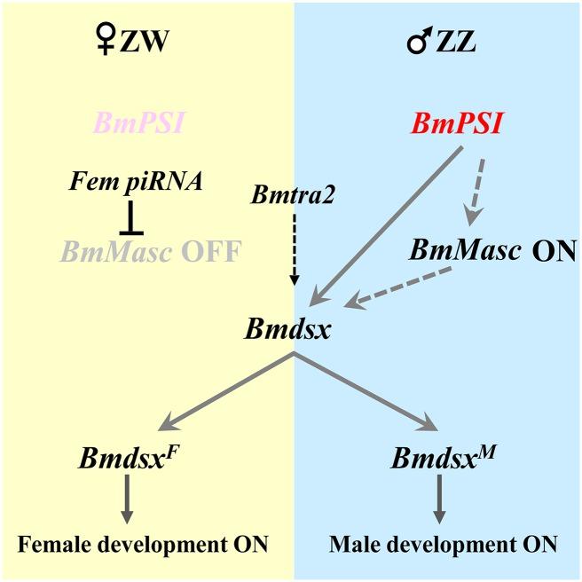 https://cdn.ncbi.nlm.nih.gov/pmc/blobs/bcf7/5289617/395fc5a3ac98/pgen.1006576.g007.jpg