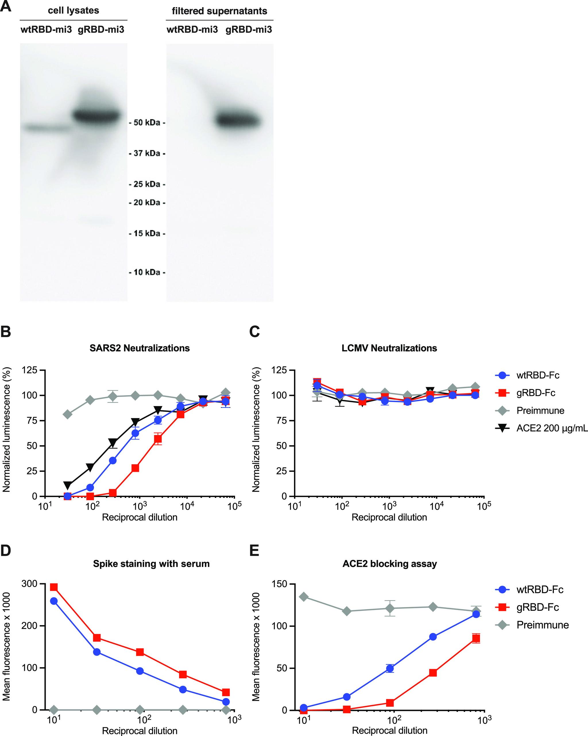 https://cdn.ncbi.nlm.nih.gov/pmc/blobs/bcfd/8262850/e7c2bd4845f4/mbio.00930-21-f004.jpg