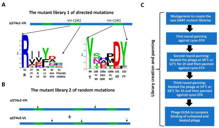 https://cdn.ncbi.nlm.nih.gov/pmc/blobs/bd00/11755548/694ad629598d/antibodies-14-00007-g002.jpg