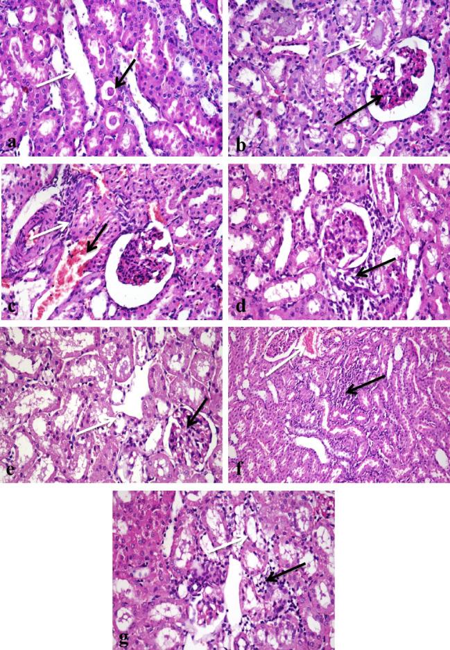 https://cdn.ncbi.nlm.nih.gov/pmc/blobs/bd01/11031904/23310377e048/12917_2024_3992_Fig3_HTML.jpg