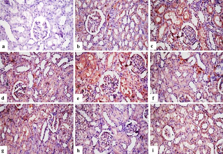 https://cdn.ncbi.nlm.nih.gov/pmc/blobs/bd01/11031904/9fa364cda1d0/12917_2024_3992_Fig5_HTML.jpg