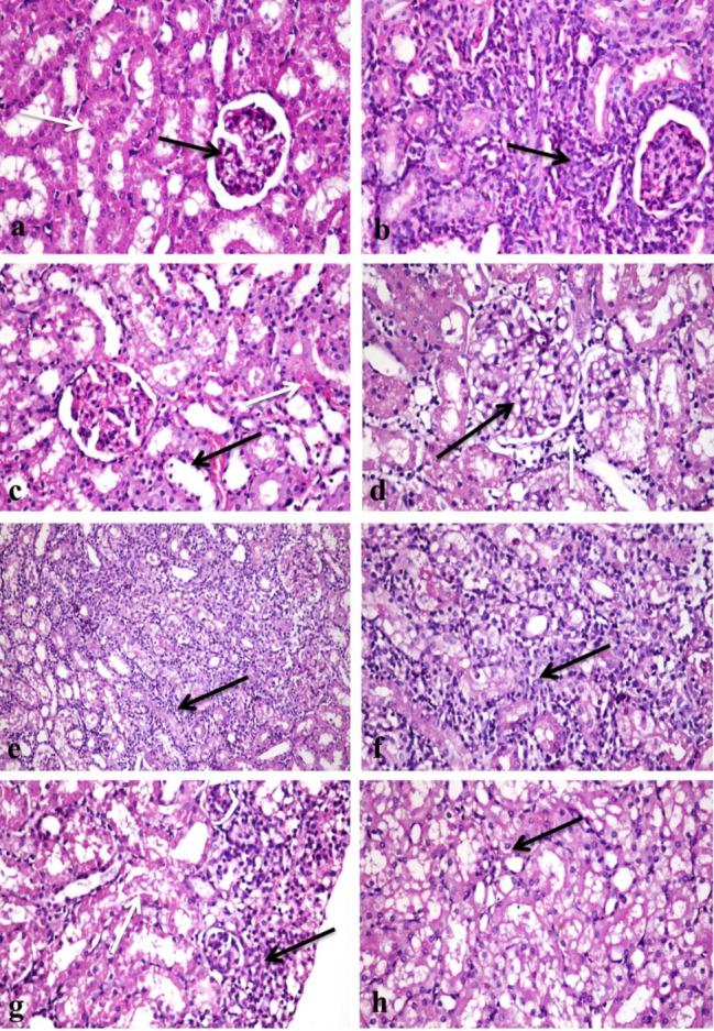 https://cdn.ncbi.nlm.nih.gov/pmc/blobs/bd01/11031904/a51eff43e810/12917_2024_3992_Fig1_HTML.jpg
