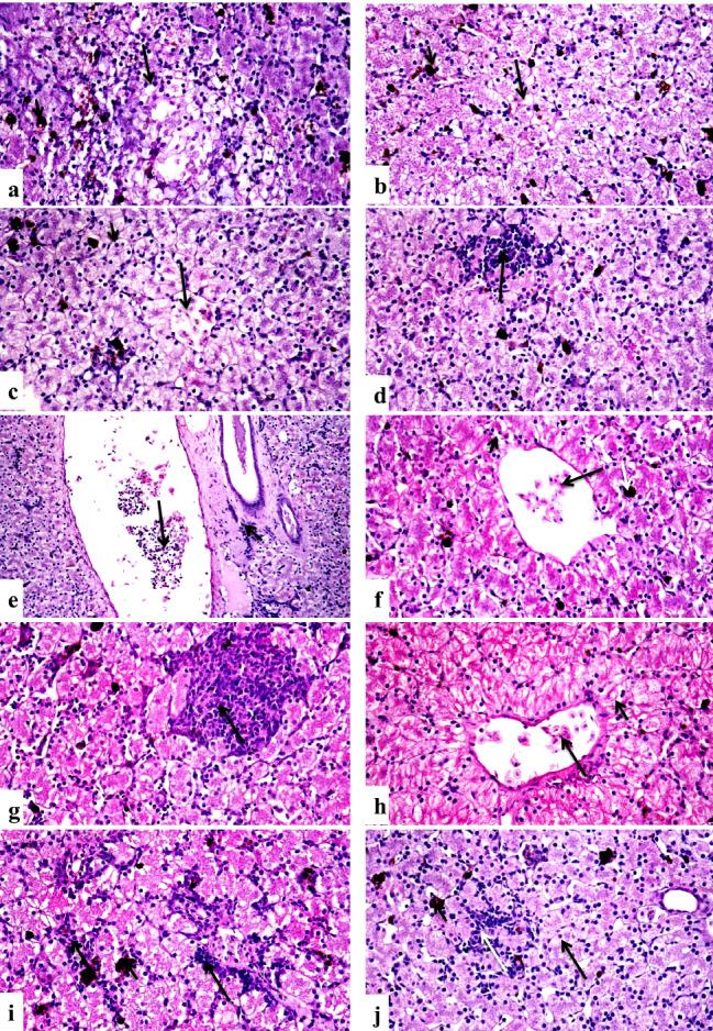 https://cdn.ncbi.nlm.nih.gov/pmc/blobs/bd01/11031904/c6b773c2389d/12917_2024_3992_Fig7_HTML.jpg