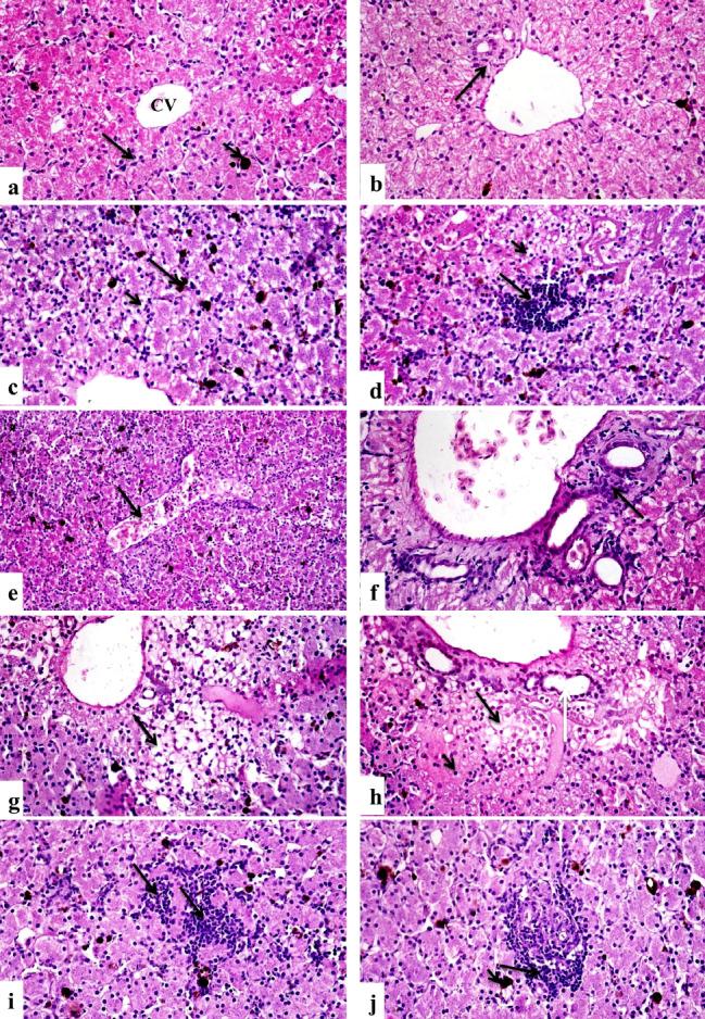https://cdn.ncbi.nlm.nih.gov/pmc/blobs/bd01/11031904/ee3e11621fac/12917_2024_3992_Fig6_HTML.jpg
