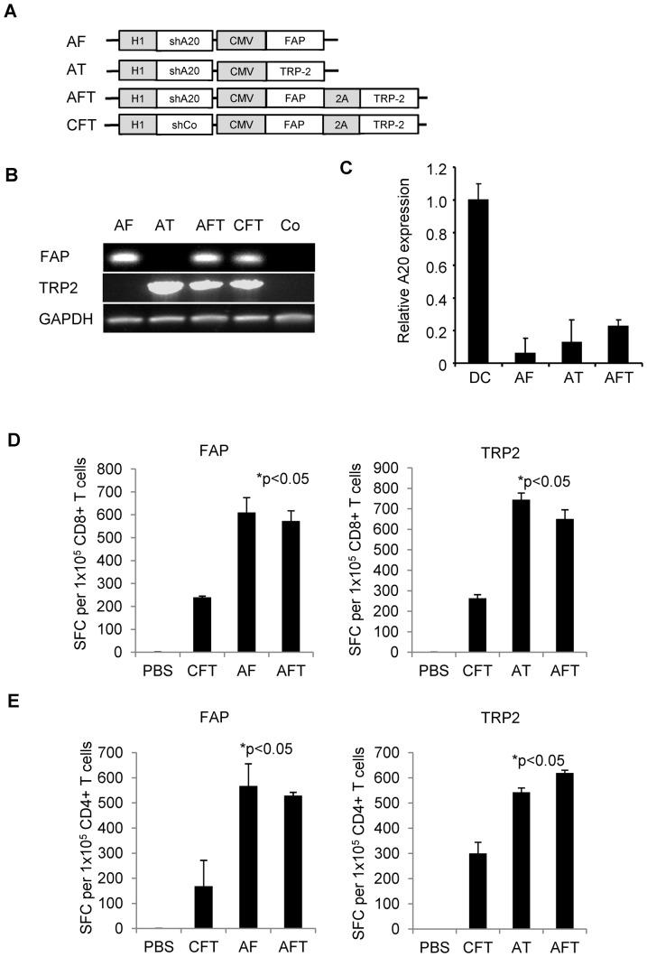 https://cdn.ncbi.nlm.nih.gov/pmc/blobs/bd02/3861387/05616776dbd1/pone.0082658.g001.jpg
