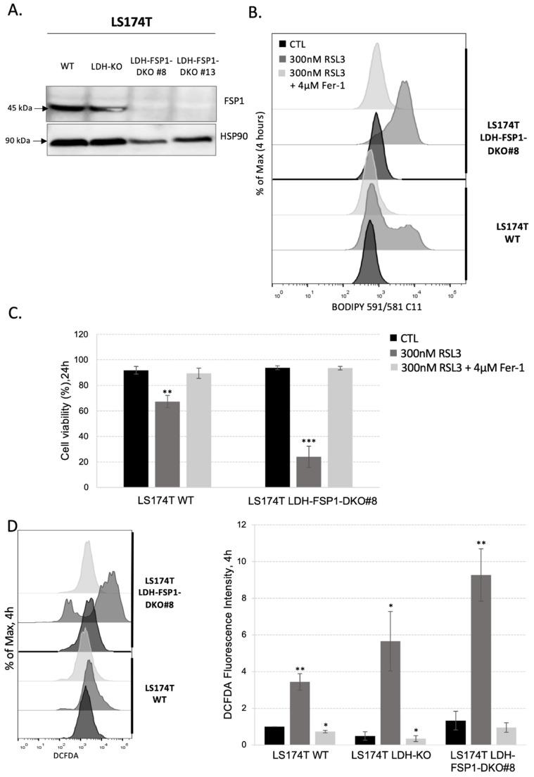 https://cdn.ncbi.nlm.nih.gov/pmc/blobs/bd02/9774558/7a2b1267ae30/antioxidants-11-02412-g004.jpg