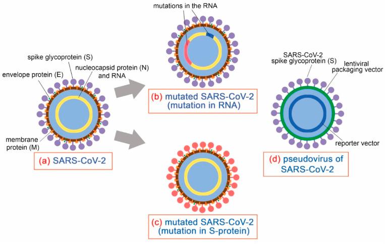 https://cdn.ncbi.nlm.nih.gov/pmc/blobs/bd08/7939978/ce9083174910/gr1_lrg.jpg