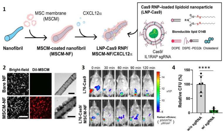 https://cdn.ncbi.nlm.nih.gov/pmc/blobs/bd0a/9368923/6a2af313af50/ijms-23-08581-g006.jpg
