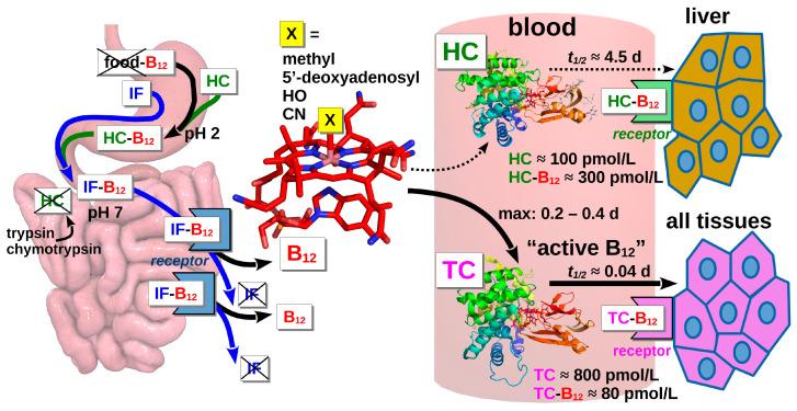 https://cdn.ncbi.nlm.nih.gov/pmc/blobs/bd13/10935444/b6d1034f5d6d/nutrients-16-00648-g001.jpg