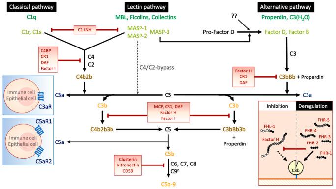 https://cdn.ncbi.nlm.nih.gov/pmc/blobs/bd13/8539100/bc762c826f25/jcm-10-04715-g001.jpg