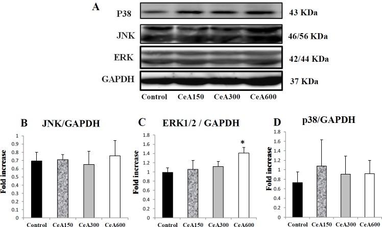 https://cdn.ncbi.nlm.nih.gov/pmc/blobs/bd15/6885393/3aea5f6b02b7/IJBMS-22-1218-g003.jpg