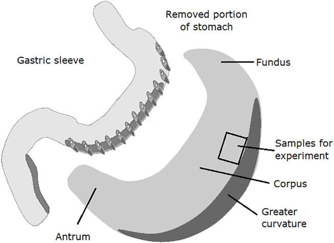 https://cdn.ncbi.nlm.nih.gov/pmc/blobs/bd15/8822120/7bbf5e73218d/fphar-13-823887-g001.jpg