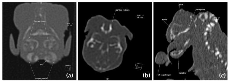 https://cdn.ncbi.nlm.nih.gov/pmc/blobs/bd16/10741185/52f7be8c1f72/animals-13-03882-g006.jpg