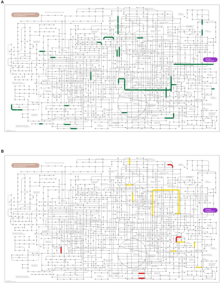 https://cdn.ncbi.nlm.nih.gov/pmc/blobs/bd17/10482415/fbd02a42e3ed/fmicb-14-1215236-g006.jpg
