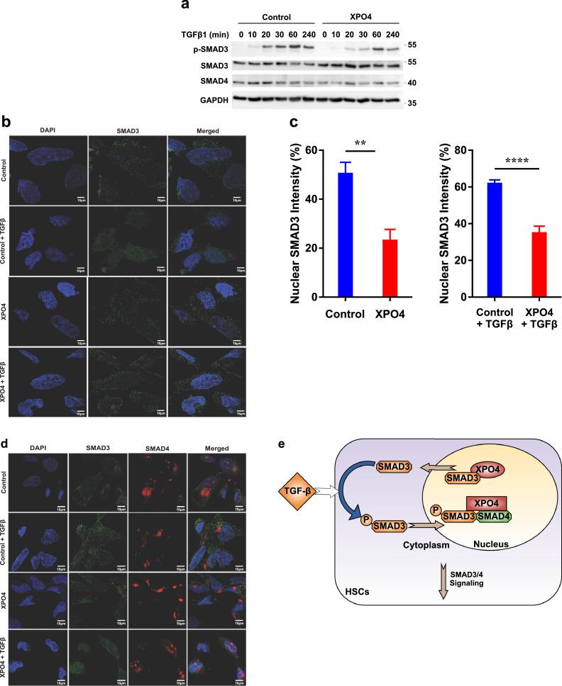 https://cdn.ncbi.nlm.nih.gov/pmc/blobs/bd17/8365315/620fd10828b5/gr6.jpg