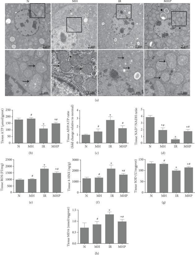 https://cdn.ncbi.nlm.nih.gov/pmc/blobs/bd18/7109578/82537b9c3cc3/OMCL2020-5849794.003.jpg