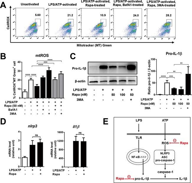 https://cdn.ncbi.nlm.nih.gov/pmc/blobs/bd1b/5522223/6e221ec6754c/oncotarget-08-40817-g002.jpg