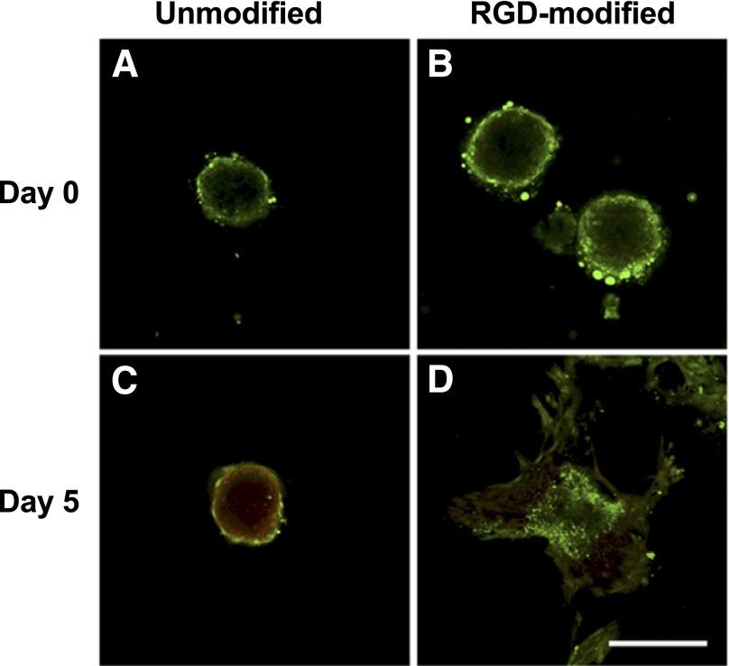 https://cdn.ncbi.nlm.nih.gov/pmc/blobs/bd20/4878334/516374d706f9/sctm_20150211_f2.jpg