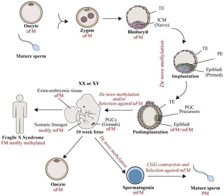 https://cdn.ncbi.nlm.nih.gov/pmc/blobs/bd22/5808132/472e5d70be3b/fnmol-11-00031-g0001.jpg