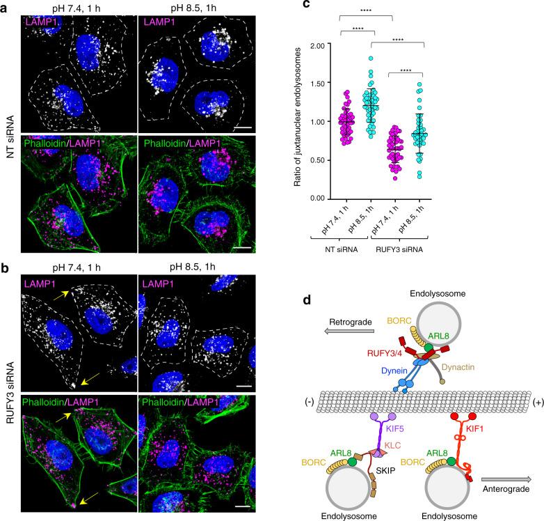 https://cdn.ncbi.nlm.nih.gov/pmc/blobs/bd23/8938451/4951e4c8807b/41467_2022_28952_Fig9_HTML.jpg