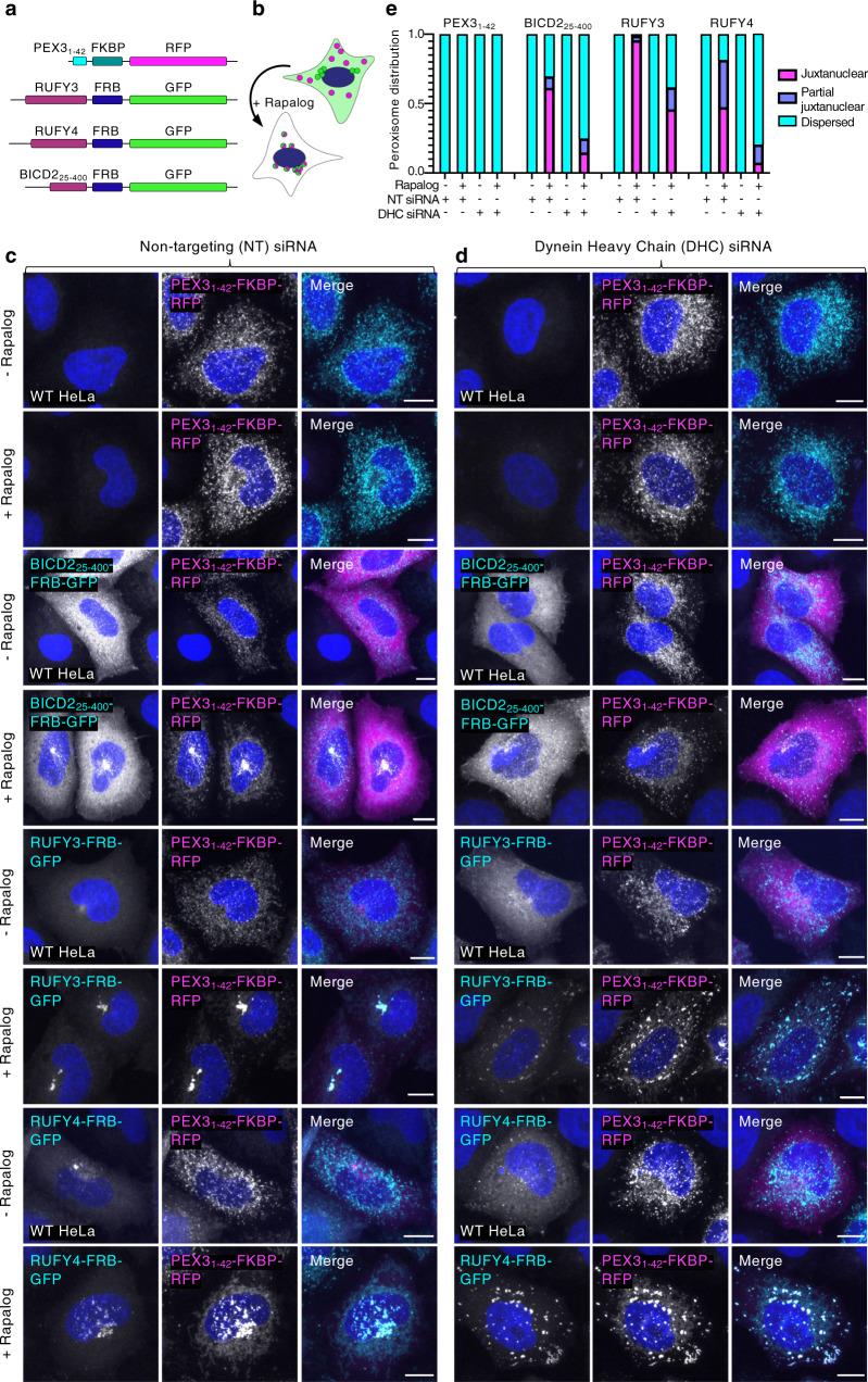 https://cdn.ncbi.nlm.nih.gov/pmc/blobs/bd23/8938451/c7c7710863f4/41467_2022_28952_Fig8_HTML.jpg