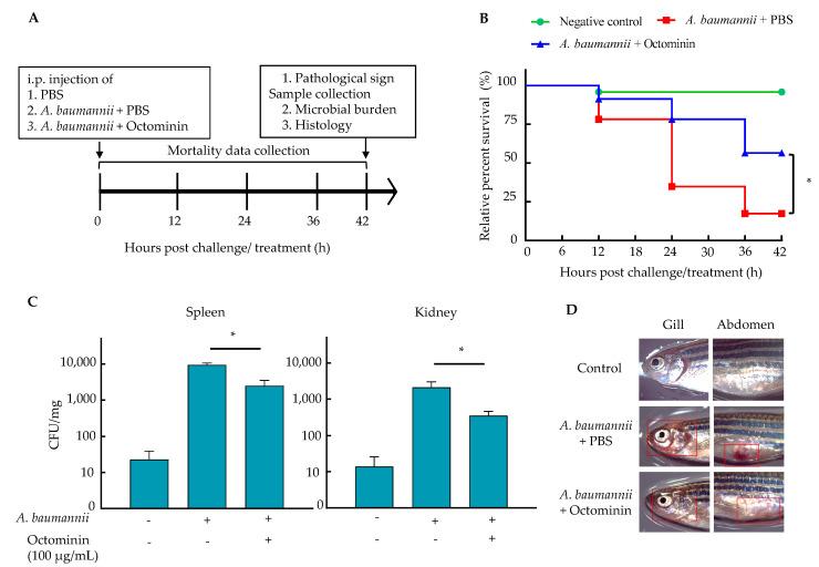 https://cdn.ncbi.nlm.nih.gov/pmc/blobs/bd2a/8161146/29f9de8f7395/ijms-22-05353-g008.jpg