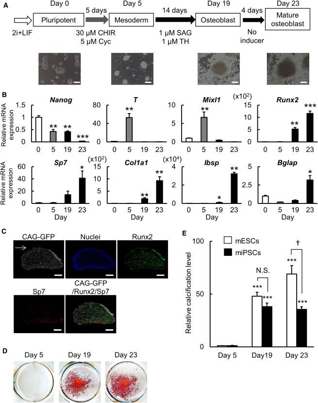 https://cdn.ncbi.nlm.nih.gov/pmc/blobs/bd30/4050355/5f9e719295b9/gr3.jpg