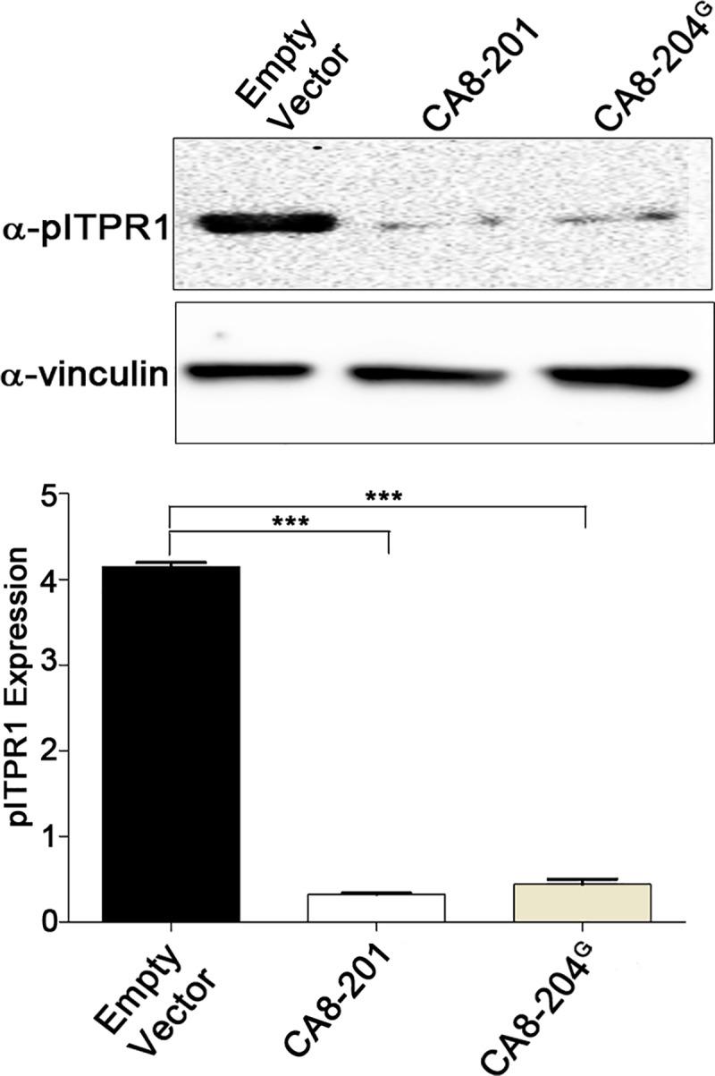 https://cdn.ncbi.nlm.nih.gov/pmc/blobs/bd34/6615631/94004bc0f5b2/pgen.1008226.g004.jpg