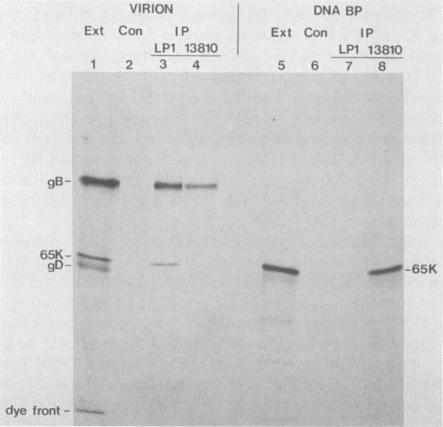 https://cdn.ncbi.nlm.nih.gov/pmc/blobs/bd35/255661/485e892f2faa/jvirol00099-0090-c.jpg